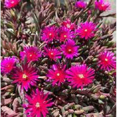 DELOSPERMA desert dancer®