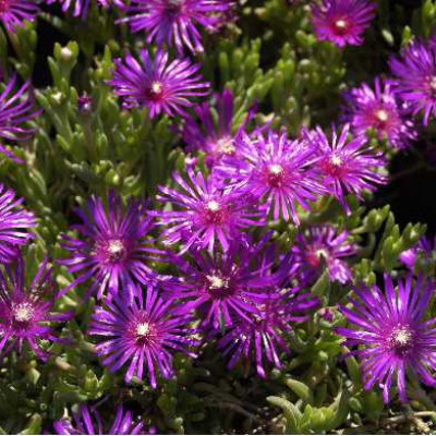 DELOSPERMA cooperi