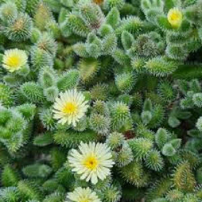 DELOSPERMA echinatum