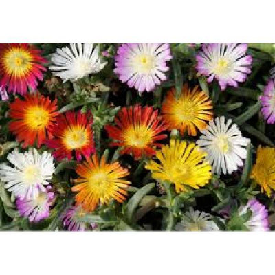 DELOSPERMA wow wheels of wonder ®