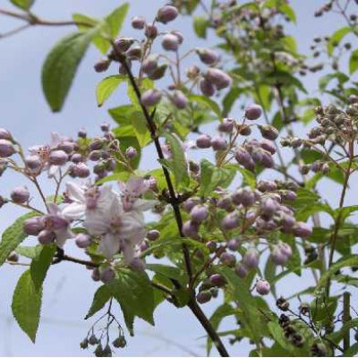 DEUTZIA hybrida Mont rose