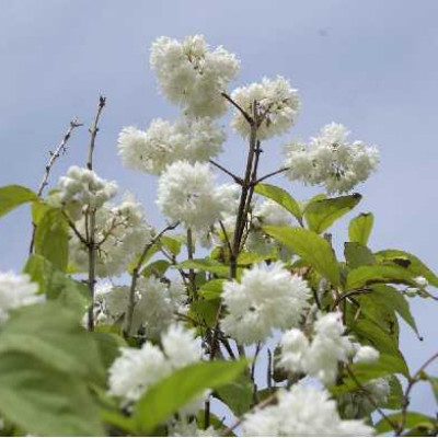 DEUTZIA scabra Pride of rochester