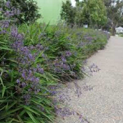 DIANELLA caerulea Little jess®