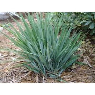 DIANELLA caerulea Little rev®