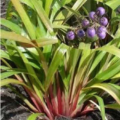 DIANELLA caerulea Tas red®