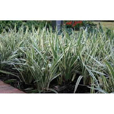 DIANELLA tasmanica Variegata