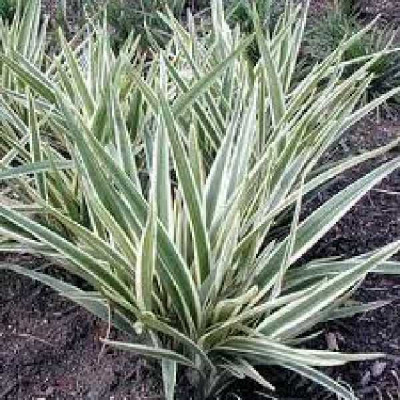 DIANELLA tasmanica Wyeena®
