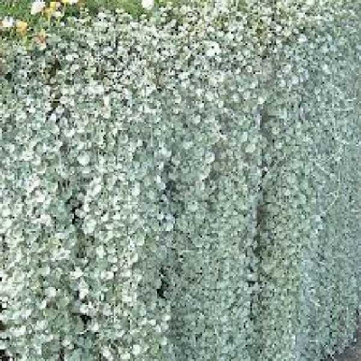 DICHONDRA SILVER FALLS