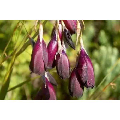 DIERAMA  pulcherrimum Dark cerise