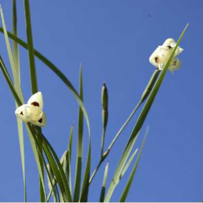 DIETES  Bicolor