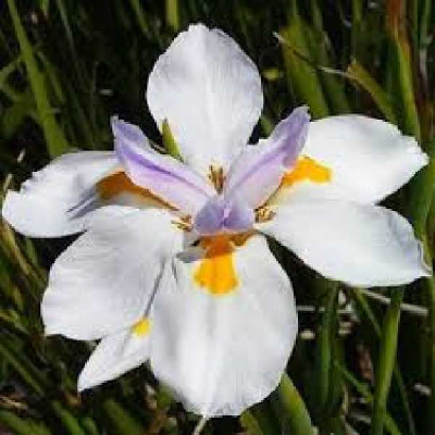 DIETES  Grandiflora