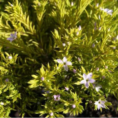 DIOSMA hirsuta Sunset gold