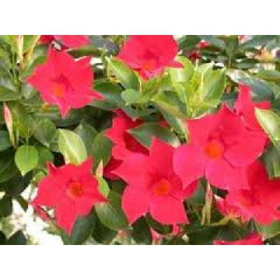 DIPLADENIA