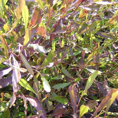 DODONEA viscosa Purpurea