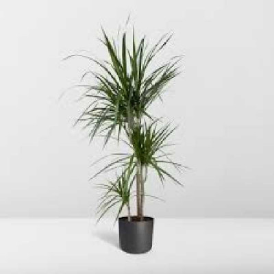 DRACAENA marginata