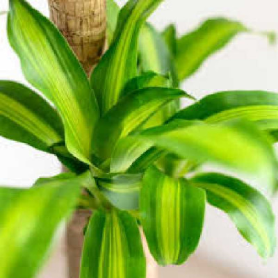 DRACAENA fragans Cintho
