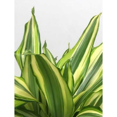DRACAENA fragans Diamod dream carroussel