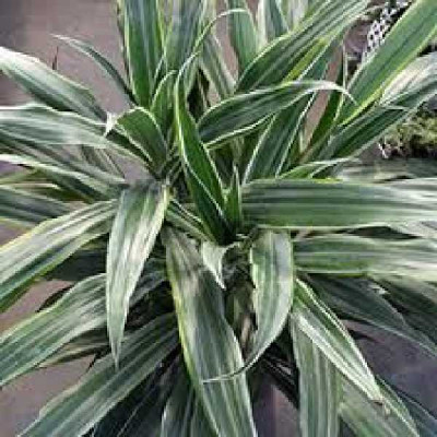 DRACAENA fragans Warneckei