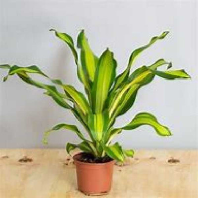 DRACAENA fragans Burley