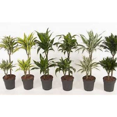 DRACAENA  Varies 45-25-10