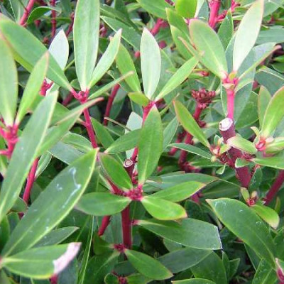 DRIMYS aromatica
