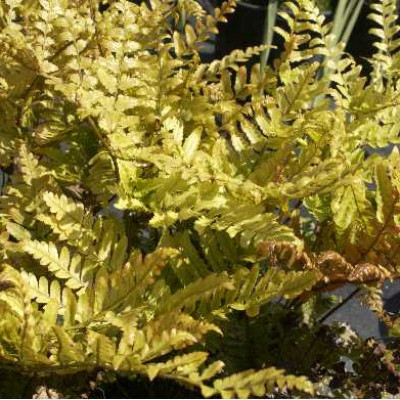 DRYOPTERIS erythrosora