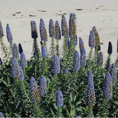 ECHIUM candicans ou fastuosum