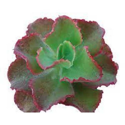 ECHEVERIA Dicks pink
