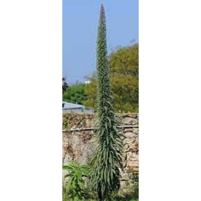ECHIUM pininana