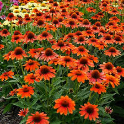ECHINACEA sombrero Flamenco orange