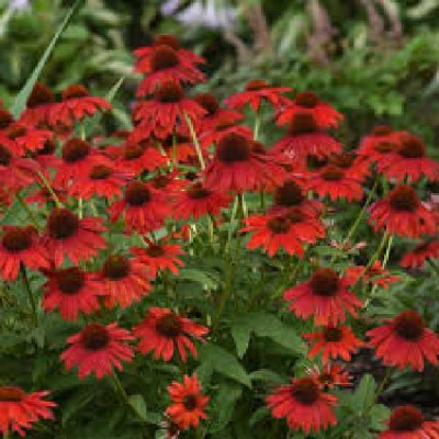ECHINACEA sombrero Salsa red