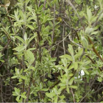 ELEAGNUS angustifolia