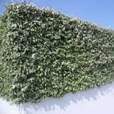 ELEAGNUS ebbengei Compacta
