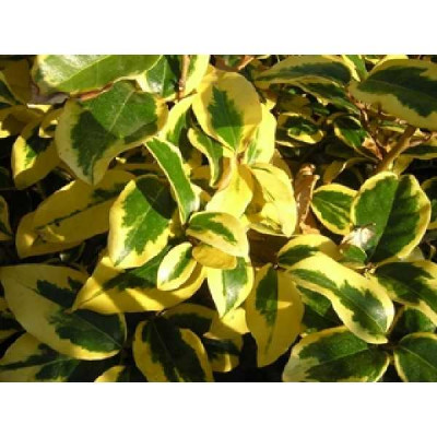 ELEAGNUS ebbengei Gilt edge