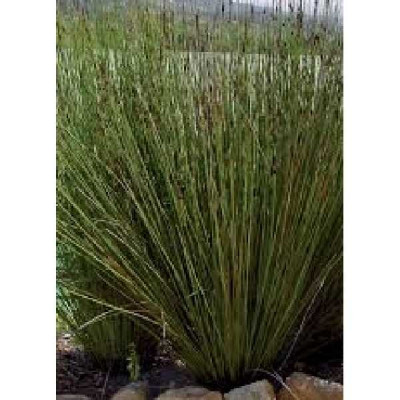 ELEGIA tectorum