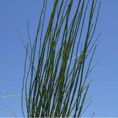 EQUISETUM japonicum