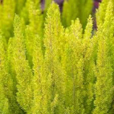 ERICA arbustive Alberts gold