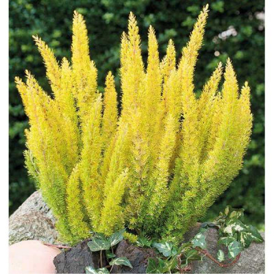 ERICA arbustive Esterella gold