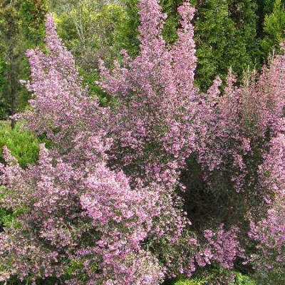 ERICA arbustive Canaliculata