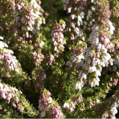ERICA arbustive Lusitanica