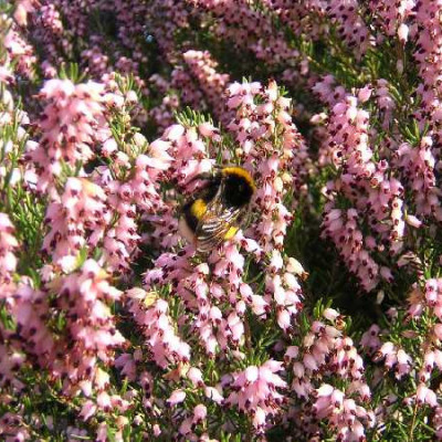 ERICA arbustive Mediterranea
