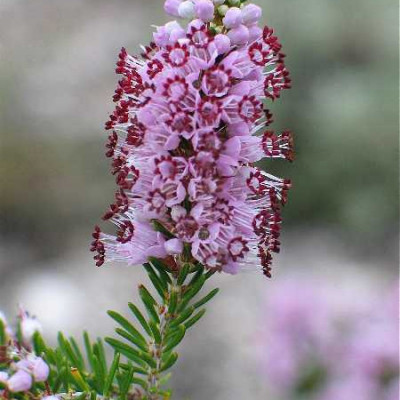 ERICA arbustive Multiflora