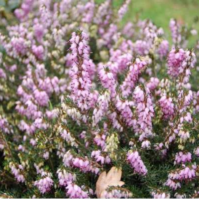 ERICA darleyensis Dale