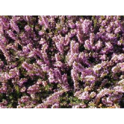 ERICA darleyensis Ghost hills