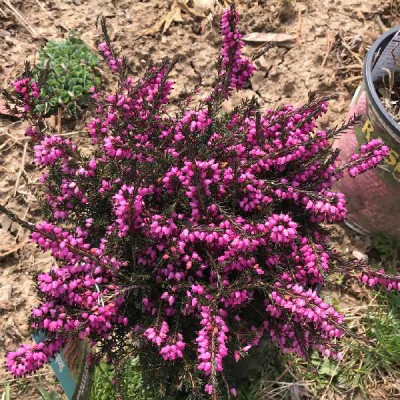ERICA darleyensis Kramer's rot