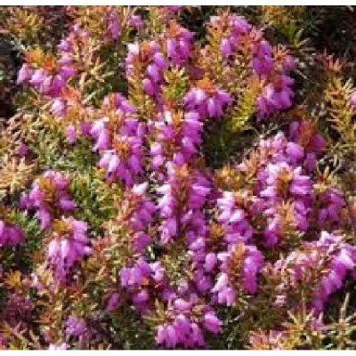 ERICA darleyensis Mary helen