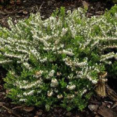 ERICA darleyensis White glow