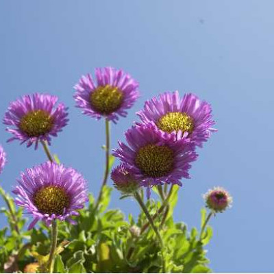 ERIGERON glaucus