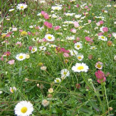 ERIGERON karvinskianus