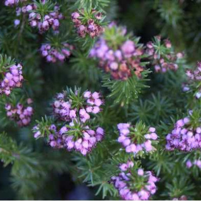 ERICA vagans Maxwell